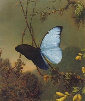 Blue Morpho Butterfly (c1864-65) by Martin Johnson Heade
